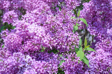 Blooming lilac twigs, selective focus
