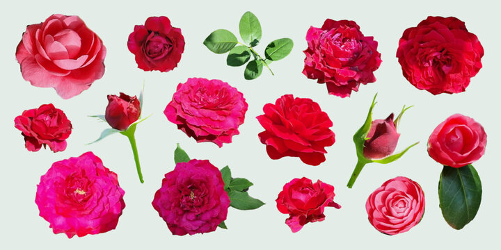 Rose collage set with cutout photo shapes. Retro modern floral elements for posters, branding, packaging, social media. Vector illustration in bright colors
