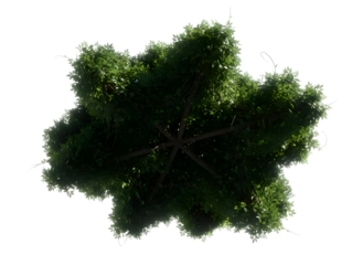 Overhead view of a detailed tree with lush green foliage and visible structure