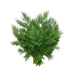 Fototapeta premium Meticulously arranged fresh vibrant green dill sprigs with feathery deep emerald leaves and intricate textures, isolated on a clean transparent background, concept for culinary ingredient