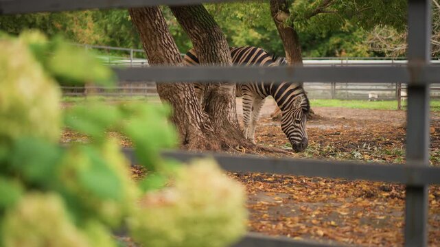 Zebra grazing behind fence autumn leaves. Camera observes solitary striped mammal foraging near hydrangea bushes, shallow depth of field creating soft bokeh foreground, metal rail framing scene, crisp