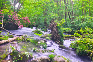 青森県十和田市、新緑の満開のヤマツツジが咲く奥入瀬渓谷の風景
