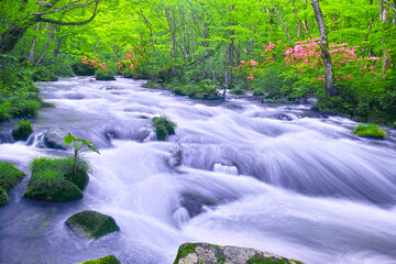 青森県十和田市、新緑の満開のヤマツツジが咲く奥入瀬渓谷の三乱の流れ
