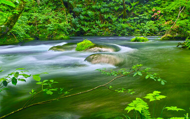 青森県十和田市、新緑の満開のヤマツツジが咲く奥入瀬渓谷の風景
