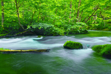 青森県十和田市、新緑の奥入瀬渓谷の風景
