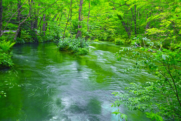 青森県十和田市の新緑の奥入瀬渓谷、石ヶ戸の瀬の静かな流れ
