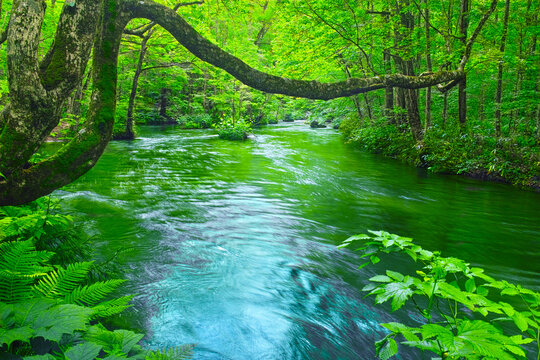 青森県十和田市の新緑の奥入瀬渓谷、石ヶ戸の瀬の静かな流れ

