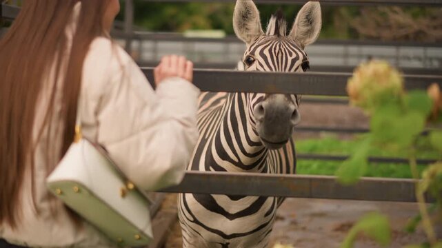 caucasian woman feeding zebra through fence gentle daytime zoo encounter with closeup stripes, attentive ears, soft sunlight, green foliage, casual handbag visible, visitor reaching hand, peaceful