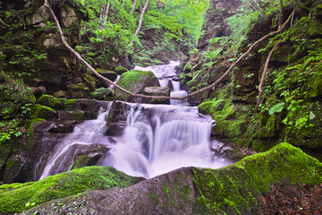 青森県十和田市、新緑の奥入瀬渓谷の寒沢の流れ
