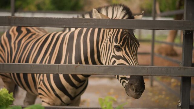 Zebra near viewer, Visitor reaches out to animal in enclosure, Stripped neck and textured snout visible through fencing, Animal with striped coat shown in calm enclosure during daylight