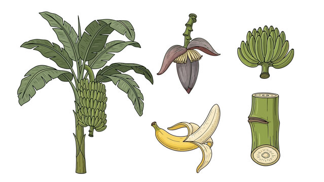 Banana Plant" Images  Browse 230,895 Stock Photos, Vectors, and Video |  Adobe Stock