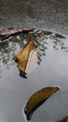 Dry leaves in puddles on wet ground after rain