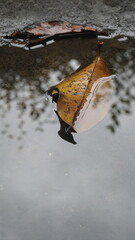 Dry leaves in puddles on wet ground after rain