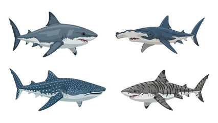 Fototapeta premium Four Diverse Shark Species Vector Set: Great White, Hammerhead, Whale, Tiger Sharks. Marine Predators Illustration.