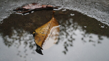 Dry leaves in puddles on wet ground after rain