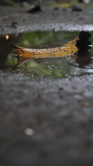 Dry leaves in puddles on wet ground after rain