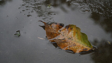Dry leaves in puddles on wet ground after rain