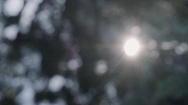 太陽の暑く強い日差し　木々の葉から差し込むさわやかな木漏れ日の光とキラキラの輝く明るい丸ボケと光芒　アウトドア・夏休み・日焼け・バカンス・旅行・洗濯のイメージ背景　