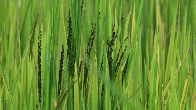 Black rice panicles in the field. Its common name is&nbsp;purple rice and &nbsp;forbidden rice. It  is a type of&nbsp;rice&nbsp;of the species&nbsp;Oryza sativa. Black paddy rice head or panicle maturing in a lush green field