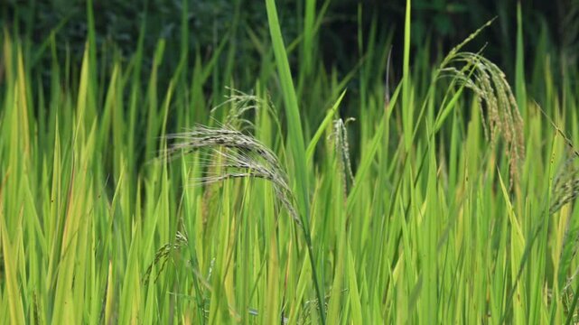 Black rice panicles in the field. Its common name is&nbsp;purple rice and &nbsp;forbidden rice. It  is a type of&nbsp;rice&nbsp;of the species&nbsp;Oryza sativa. Black paddy rice head or panicle maturing in a lush green field