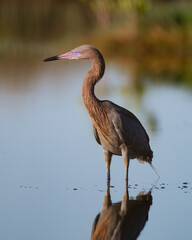 Reddish Egret in Florida