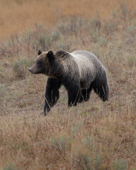 Grizzly Bear in the greater Yellowstone ecosystem