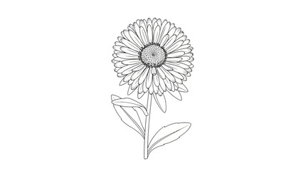 Obraz premium Calendula flower line art illustration