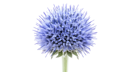Blue globe thistle isolated on transparent background