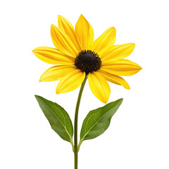 Bright yellow sunflower bloom on transparent background
