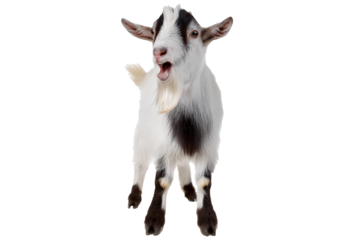 Tibetan Pygmy Goat bleating mouth open isolated on a transparent or white background
