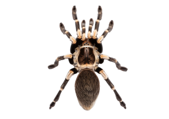 Top view of dorsal side Peacock tarantula, Poecilotheria metallica isolated on transparent or white background