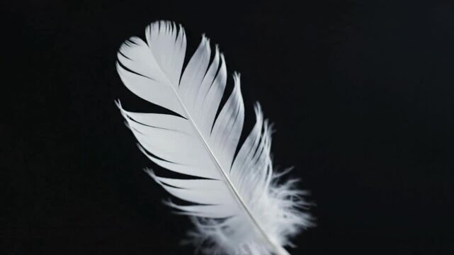 White feather falls slowly through dark space showing soft texture and elegant motion in graceful descent against solid black background