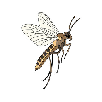 Scientific illustration of an ichneumon wasp showing its transparent wings, long antennae, and segmented body.