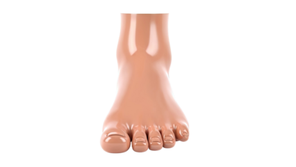 3D Render of a Human Foot, Front View