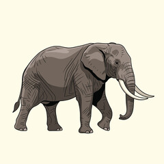 Fototapeta premium Majestic African elephant with large tusks walking through the savanna for wildlife conservation and education purposes.