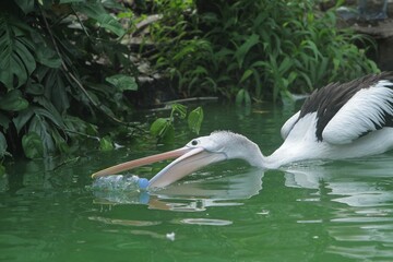 A pelican is seen swimming while biting on plastic bottle waste