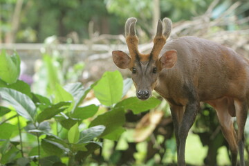 portrait of a male muntiacus atherodes looking curiously