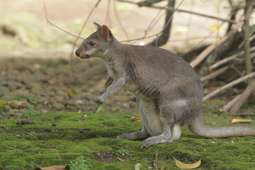 portrait of a thylogale brunii sitting quietly on the ground