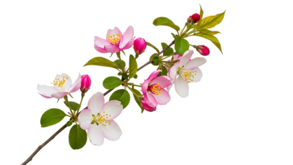 Pink and white apple blossoms on a branch with green leaves isolated on a transparent background pink flowers 1