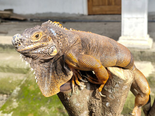 Red iguanas walking on a tree branch, with a natural blurred background.