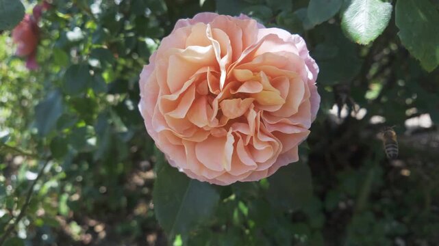 Close-up of honey bee collecting nectar on Damask rose (Rosa damascena)