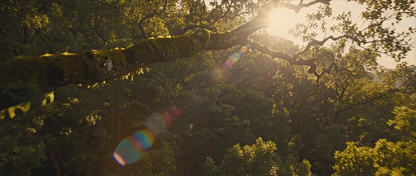 Mossy branch forest sunlight timelapse nature landscape magic atmosphere tranquil green woodland foliage sunbeam lens flare peaceful forest timelapse nature sunlight tree branch moss leaf green