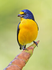 Yellow-throated Euphonia male perched on a green background in the forest, Costa Rica