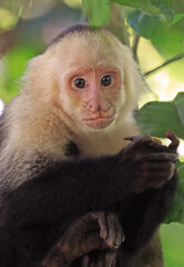 Capuchin monkey in a tree in the forest jungle, Costa Rica 