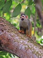 Squirrel monkey on a branch tree in the rain forest of  
Manuel Antonio Park in Costa Rica