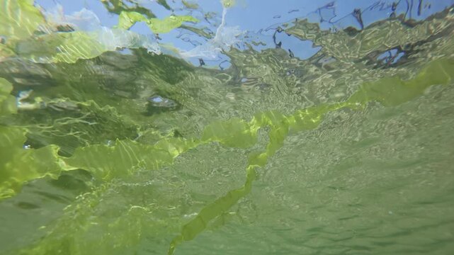 Close-up, panorama of Green algae Sea Lettuce, Ulva lactuca leaves spreading on the surface of the water in shallow water against a blue sky, View from below 