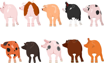 set of 10 breeds of pigs looking back
