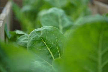 Fresh green leaves in a wooden crate, perfect for healthy eating and cooking