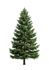 Fototapeta premium Perfectly symmetrical, robust pine tree with dense emerald green needles, against a transparent studio background, copy space. Photorealistic studio photography, concept of idealized natural beauty