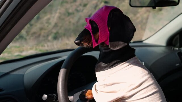 A dachshund dog wearing a bright pink mask and beige outfit is seated in the driver's seat of a car with paws near the steering wheel, looking out the window